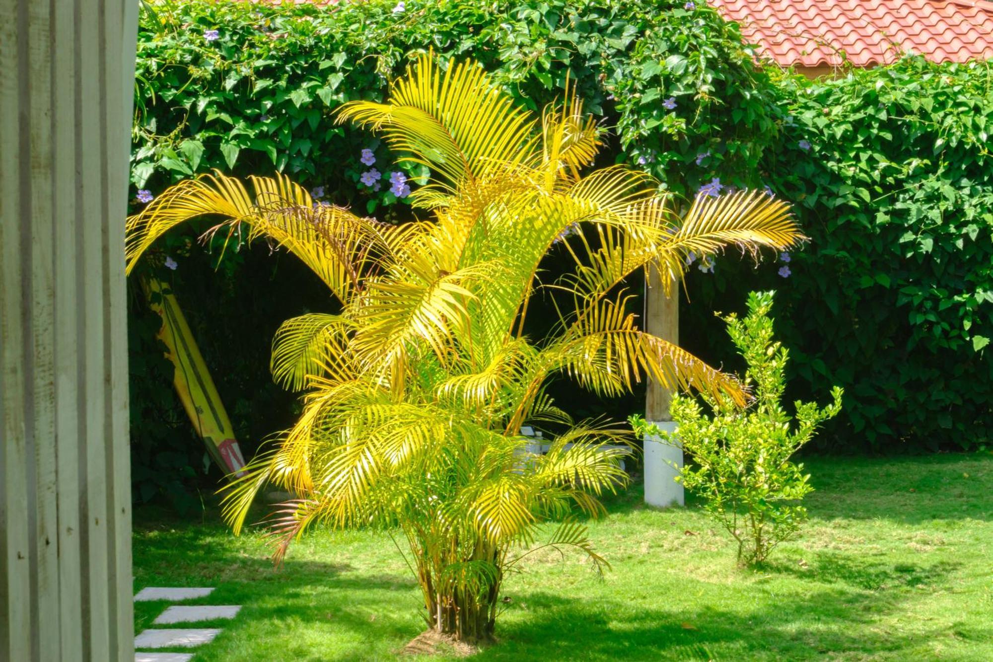 Olivia Del Caribe Suite Puerto Viejo de Talamanca Exterior foto